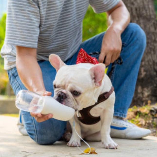 Gourde portable pour l'hydratation de votre chien